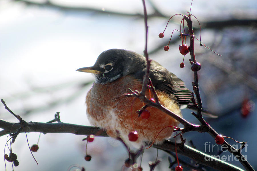 Winter Photograph - Winter Robin by Laura Kinker