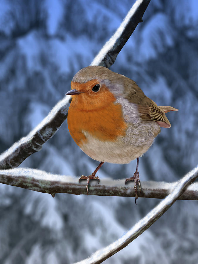 Winter Robin by Nigel Follett Winter Robin by Nigel Follett