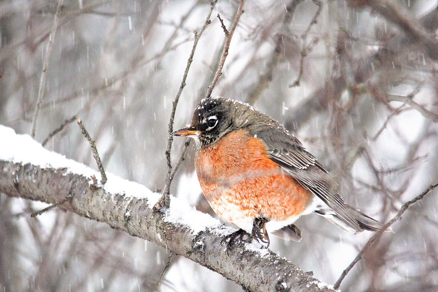 Winter Robin Photograph by Trina Ansel