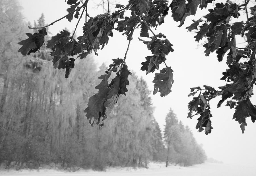 Winter Photograph
