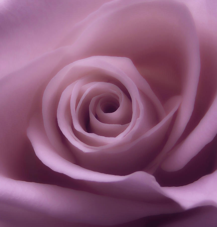 Rose Photograph - Winter Rose 7 by Johanna Hurmerinta Rose Photograph - Winter Rose 7 by Johanna Hurmerinta