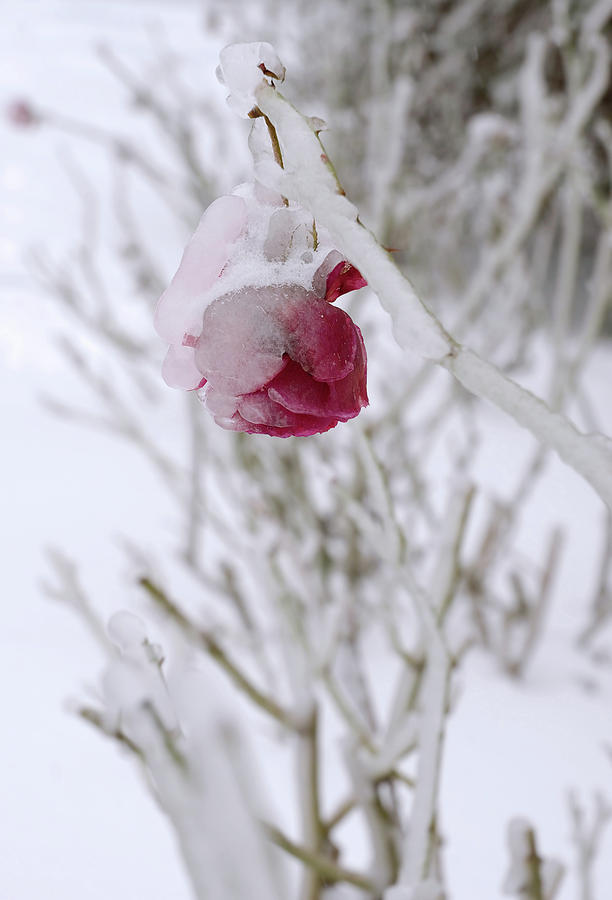 Winter Rose Photograph by Arthur Fix