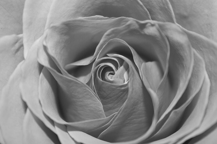 Winter Rose-Black and White Photograph by Mary Simpson | Fine Art America