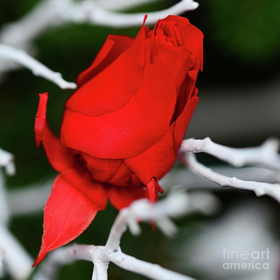Winter Rose Photograph by Cindy Manero