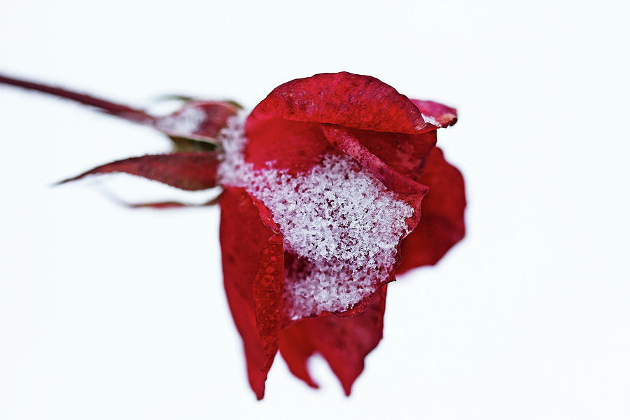 Winter Rose Photograph by Debbie Oppermann