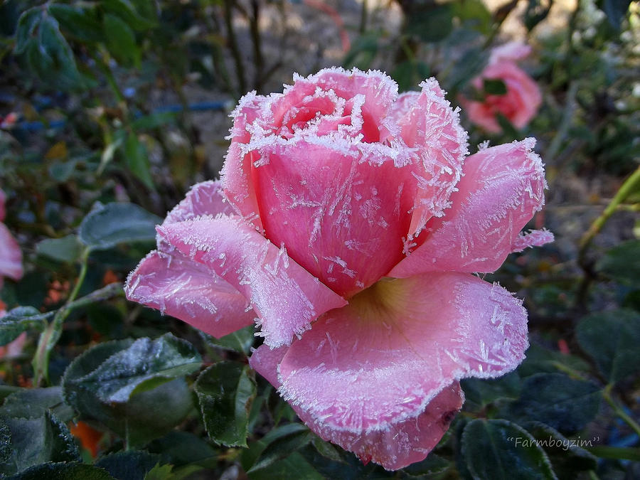 Winter Photograph - Winter Rose by Harold Zimmer