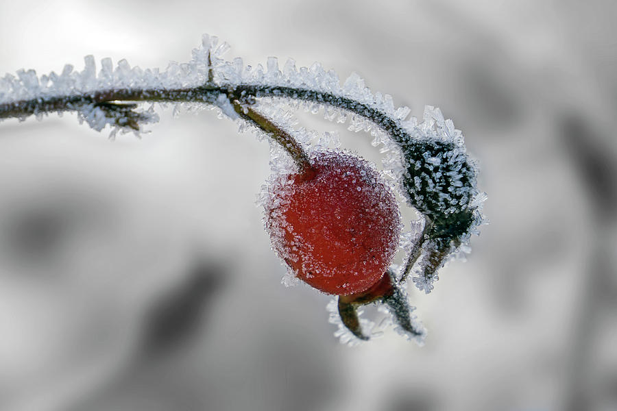 Winter Rose Hip Photograph by Inge Riis McDonald