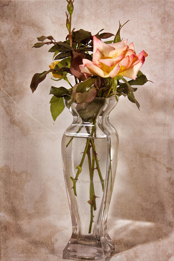 Winter Rose Photograph by Joan Bertucci
