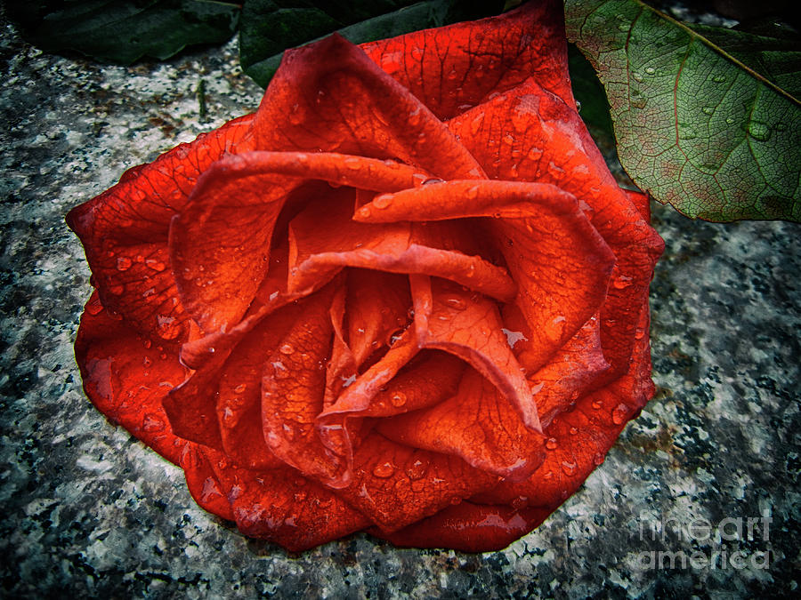 Winter Rose Photograph by Mariola Bitner