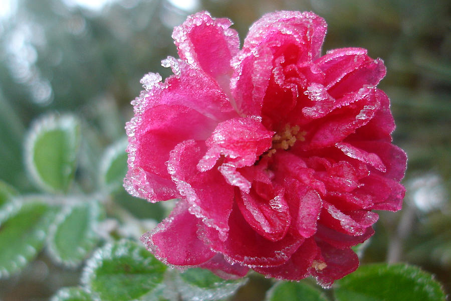 Winter Rose Photograph by Susan Baker