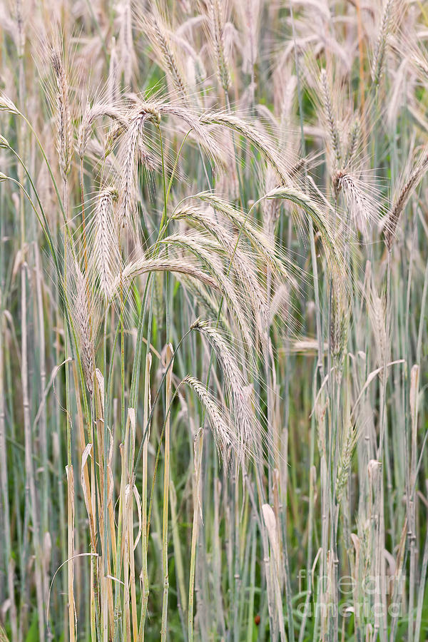 Winter Rye Grass 2 Photograph by Alan L Graham