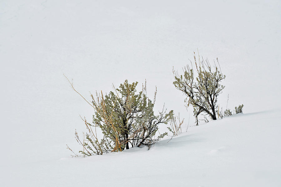 Winter Sagebrush in Yellowstone Photograph by Bruce Gourley