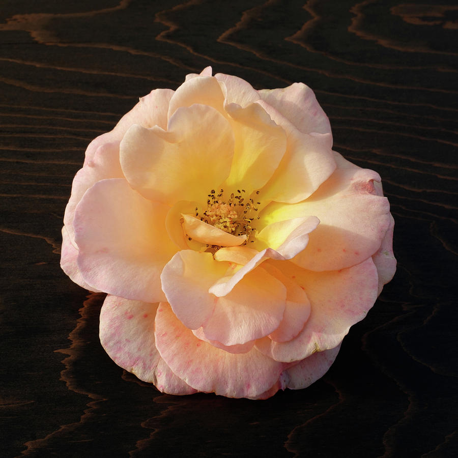 Winter Salmon Rose on Antique Wood Photograph by Kathy Anselmo