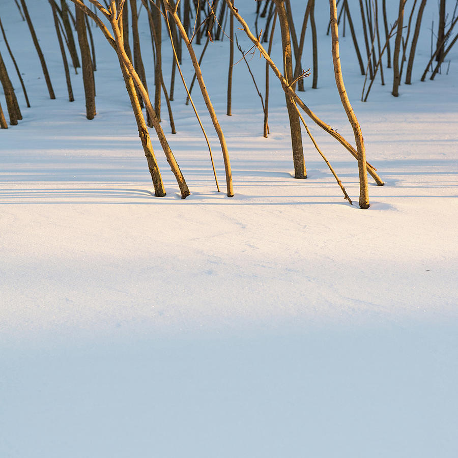 Winter Scene - Abstract Photograph by Shankar Adiseshan