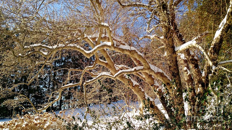 Winter Scene Photograph by Anita Adams