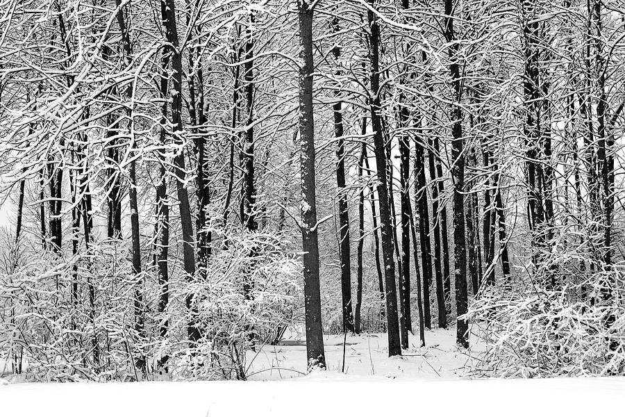 Landscape Photograph - Winter Scene by Betsy LaMere