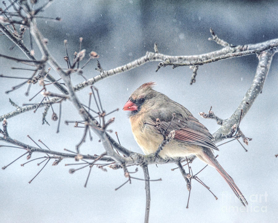 Cardinal Photograph - Winter Scene - Female Cardinal by Kerri Farley