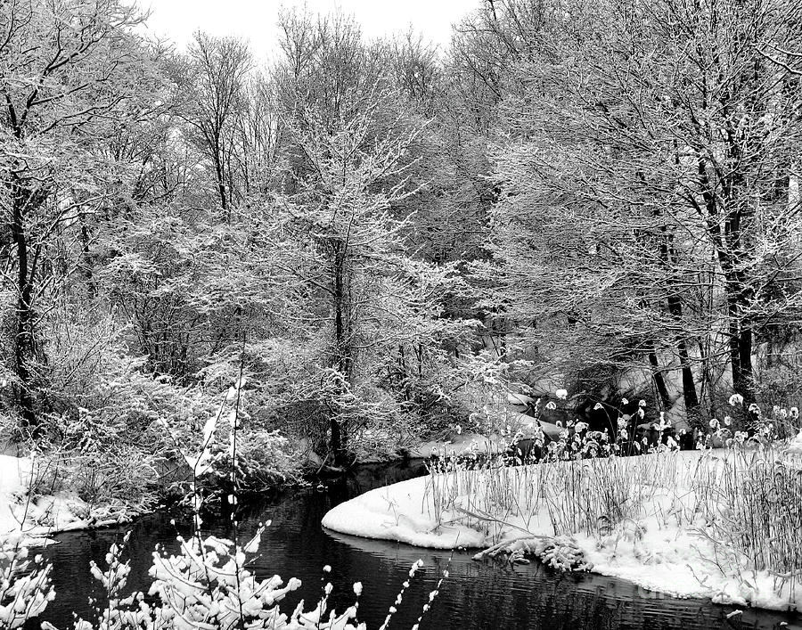 Winter Scene In Black And White Photograph by Smilin Eyes Treasures