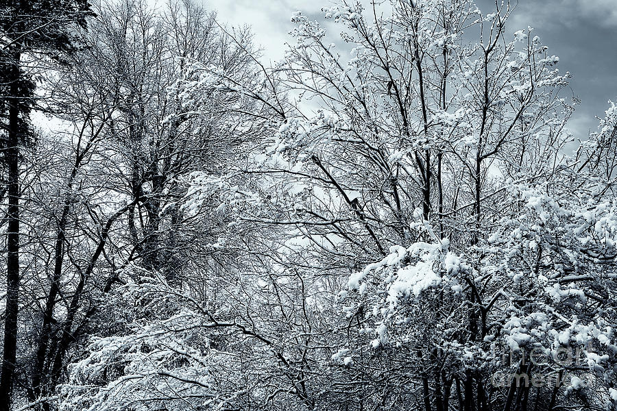 Winter Scene Photograph by Jill Lang