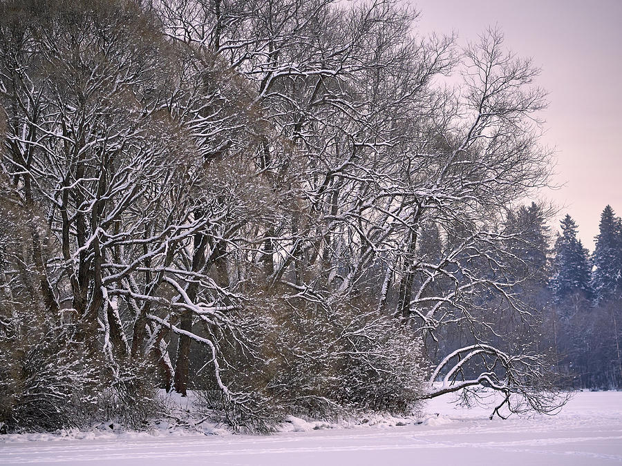 Winter scene Photograph by Jouko Lehto