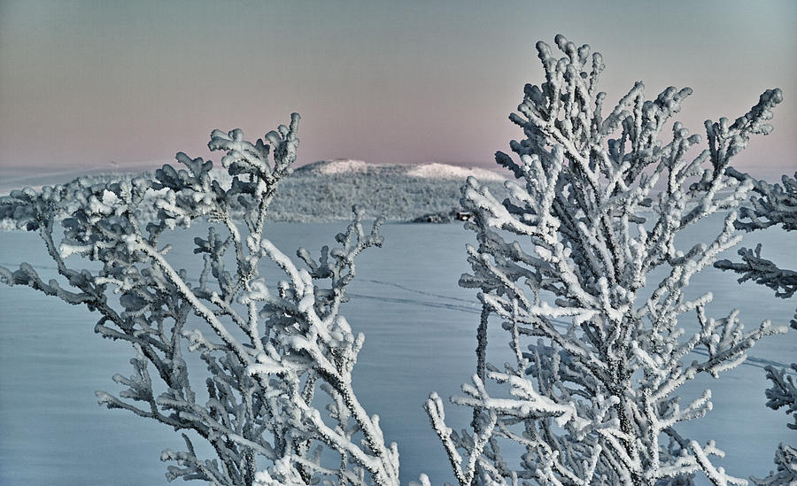 Winter Scene Photograph by Pekka Sammallahti