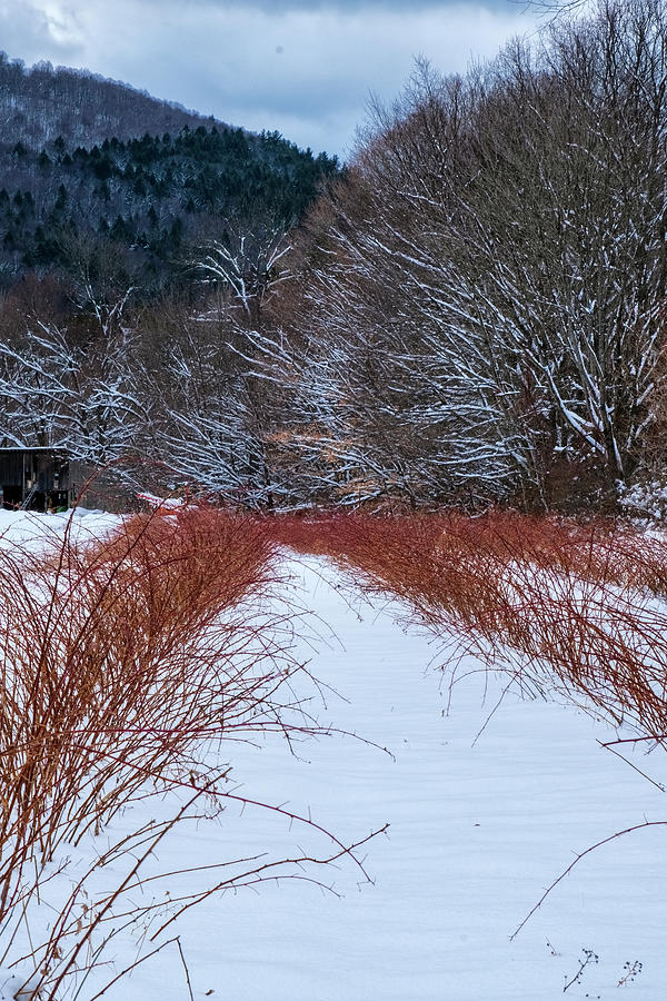 Winter Scene Photograph by Tom Singleton