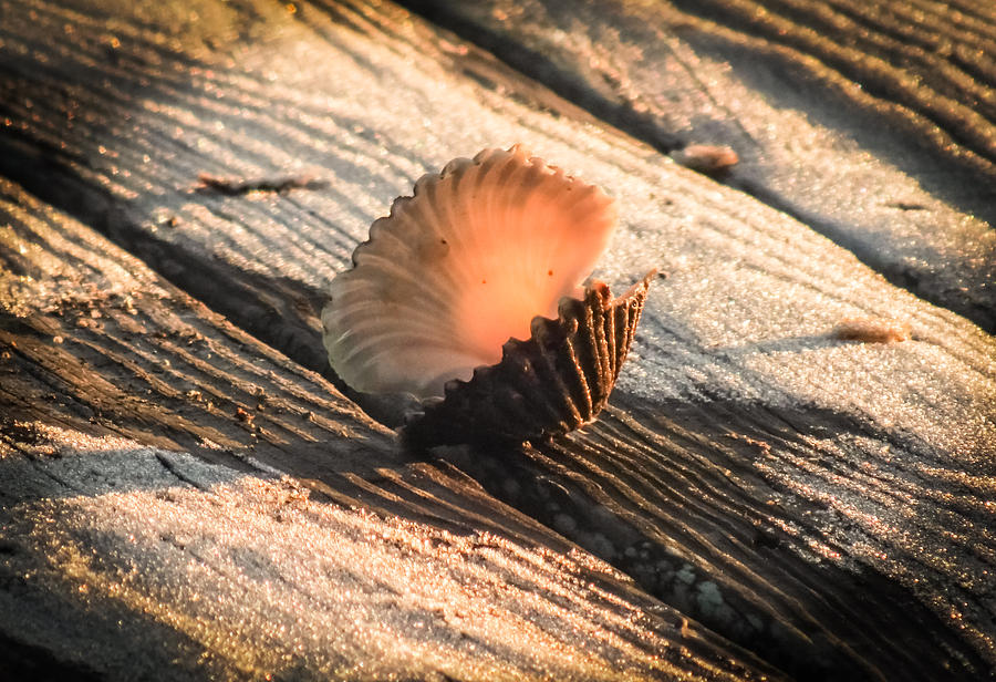 Shell Photograph - Winter Sea Scallop by Karen Wiles