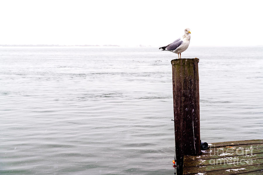 Winter Seagull on Long Beach Island Photograph by John Rizzuto