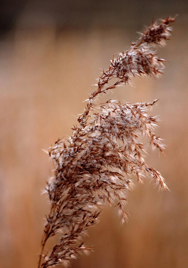 Winter Seed Head Photograph by Jeff Townsend