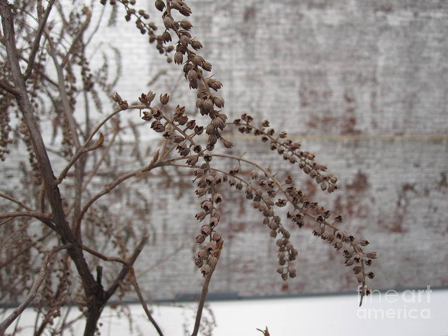 Winter Seed Pods Photograph by Brandy Woods