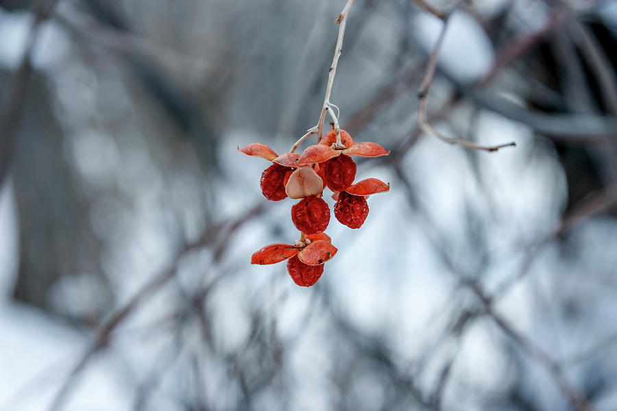 Winter Seeds Photograph by Daniel Murphy