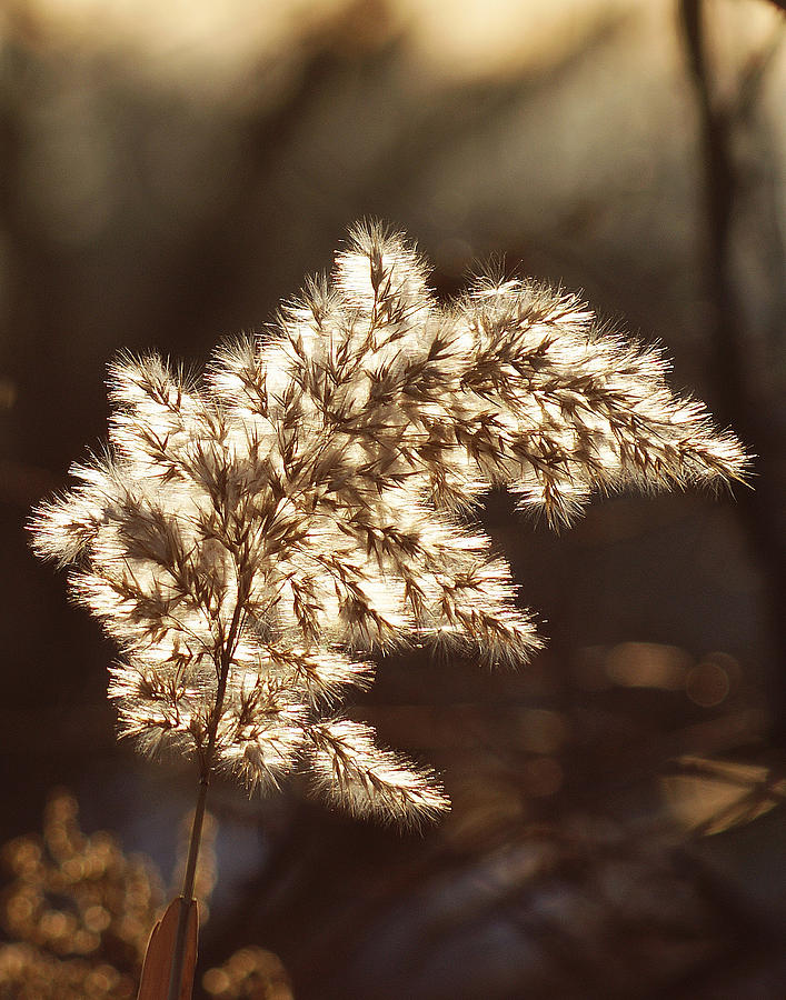 Winter Seeds Photograph by Margie Avellino