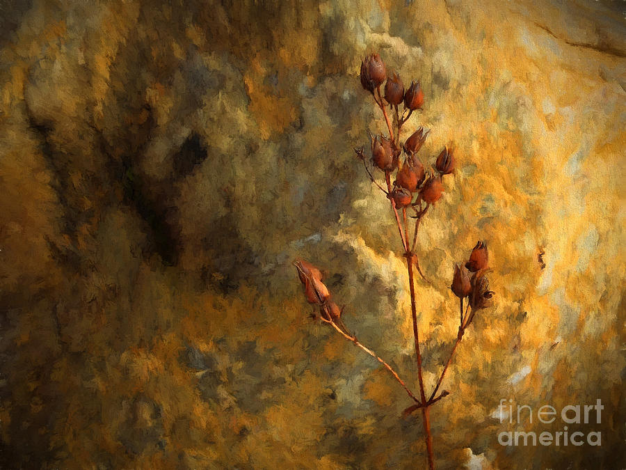 Winter Photograph - Winter Seeds by Mike Nellums