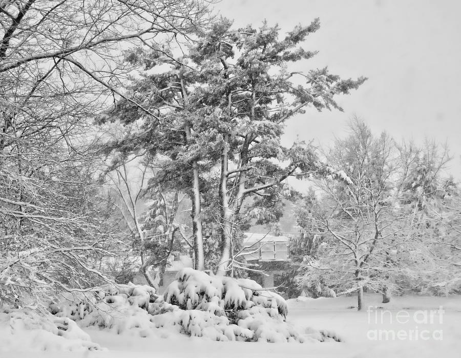 Winter Series Photograph by Marcia Lee Jones