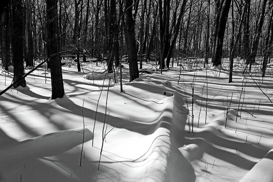 Winter Shadows 2018 2 BW Photograph by Mary Bedy