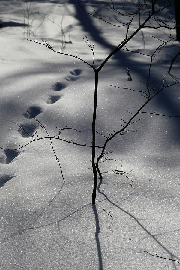 Winter Shadows 2018 7 Photograph by Mary Bedy