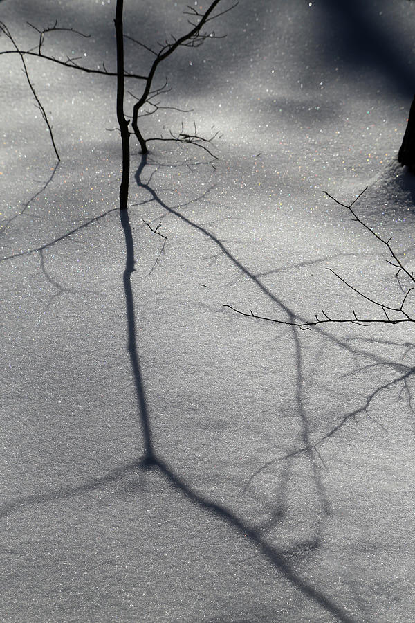 Winter Shadows 2018 8 Photograph by Mary Bedy