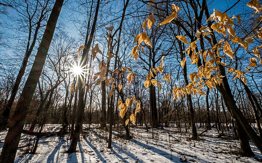 Winter Shadows and Light Photograph by Glenn DiPaola