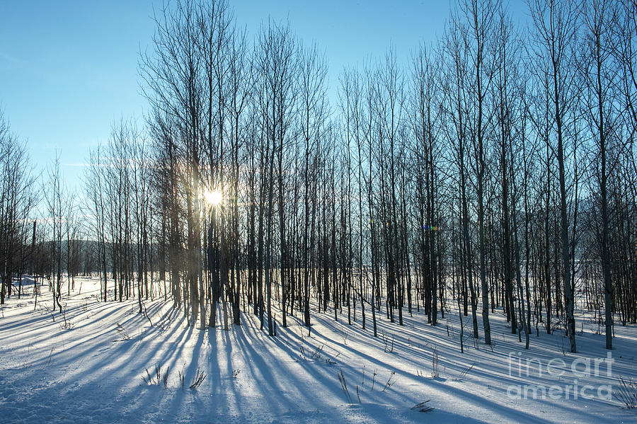 Winter Shadows - Grand Teton National Park Photograph by Sandra Bronstein