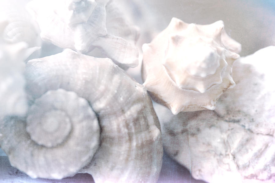 Winter Shells Photograph by Bonnie Bruno