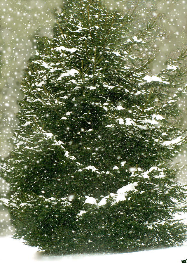 Winter Shines Over Pine Photograph by Debra     Vatalaro