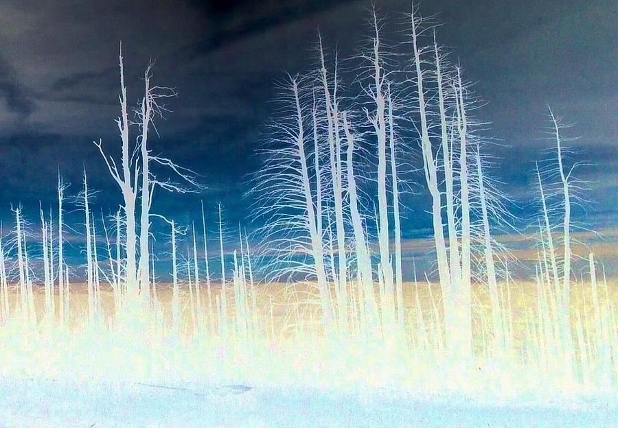 Winter Silhouette  Mixed Media by Jennifer Lake