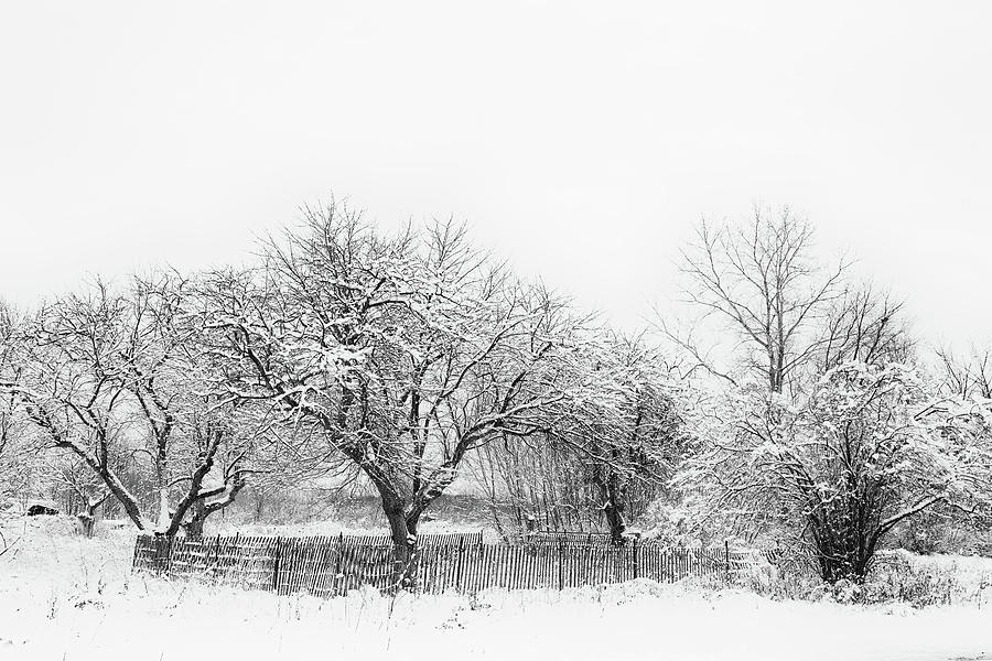 Winter Sketch Photograph by CJ Schmit