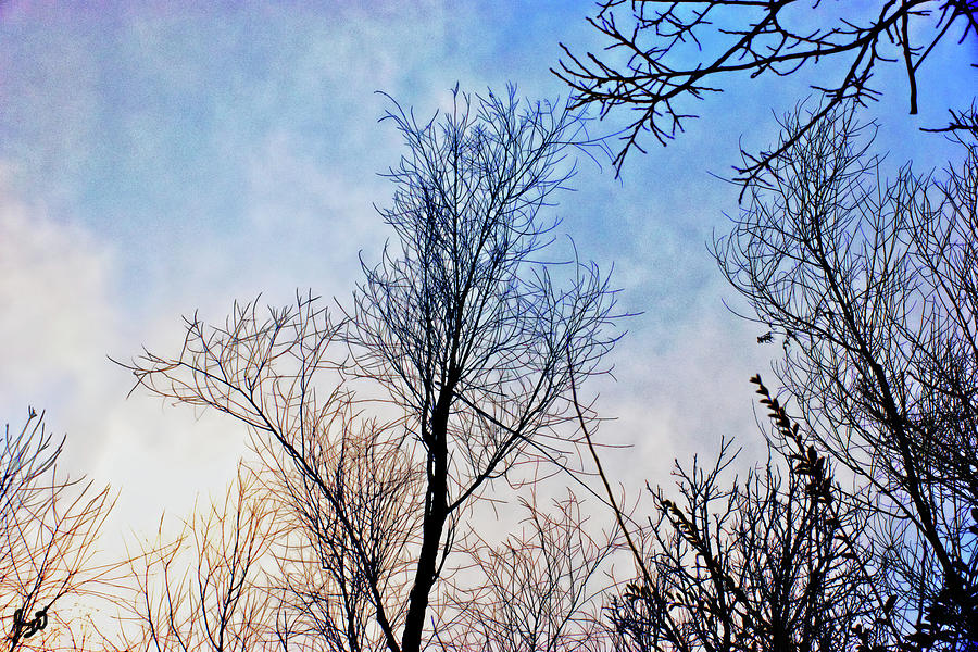 Winter Sky Photograph