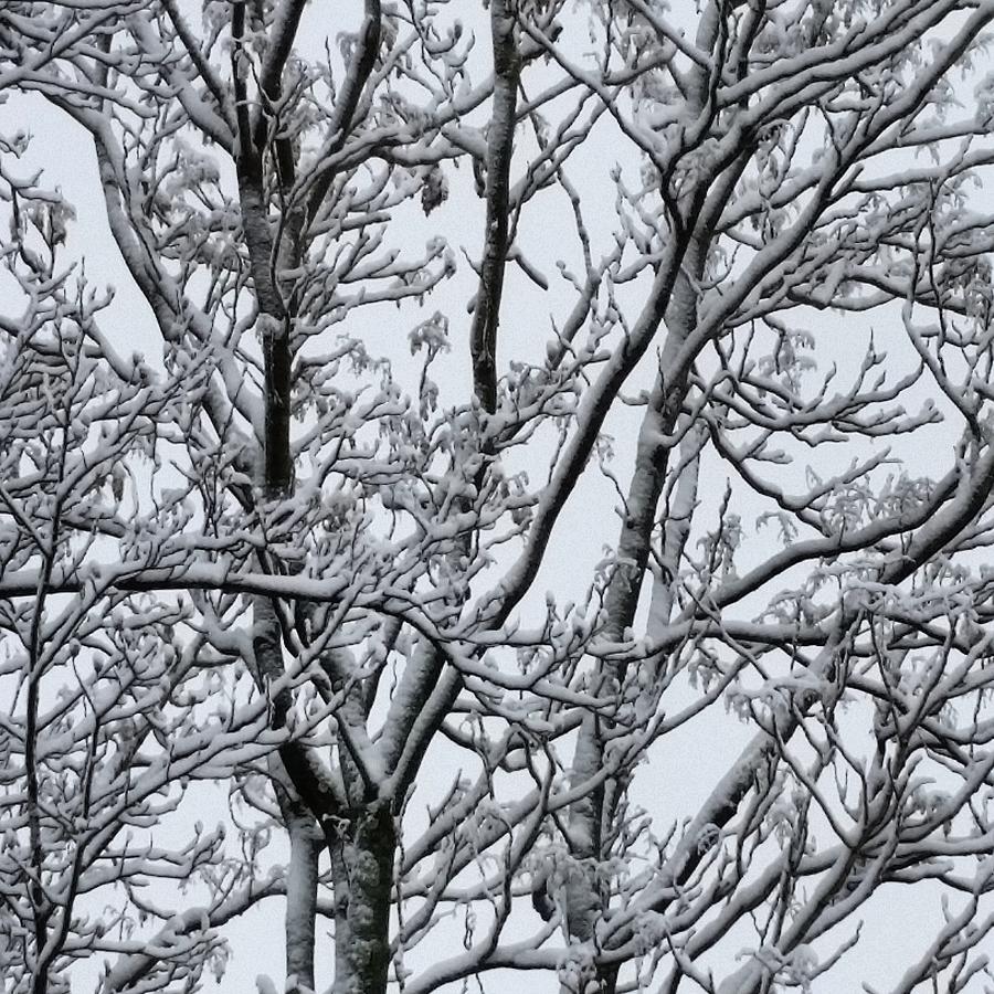 Winter Sky through Snow Branches Photograph by Vic Ritchey