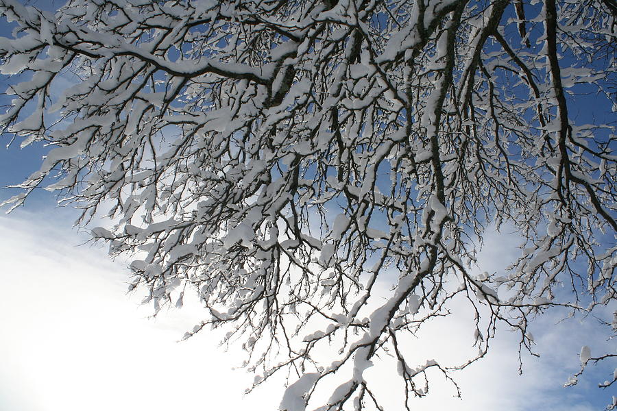 Winter Sky Photograph by Aggy Duveen