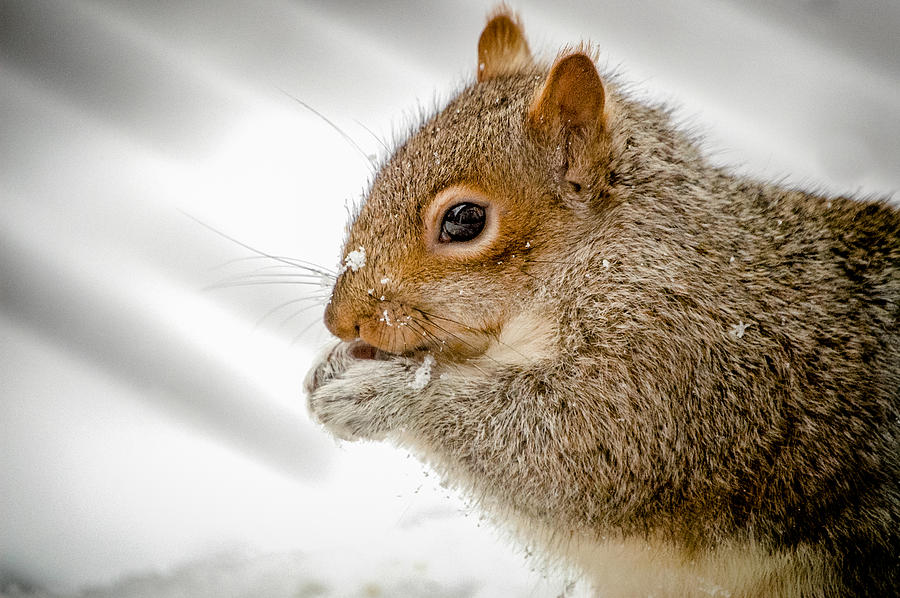 Nature Photograph - Winter Snack by David Halperin