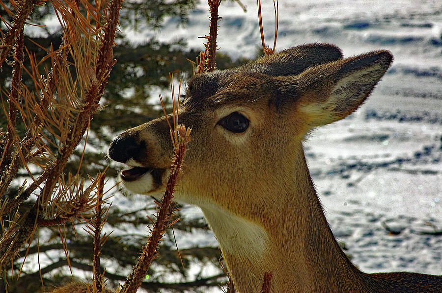 Winter Snack by Frank Vargo Winter Snack by Frank Vargo