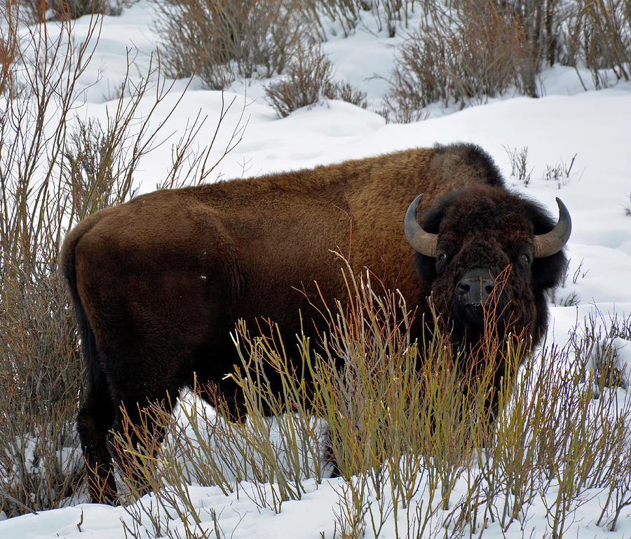 Winter Snack in Yellowstone Photograph by Bruce Gourley
