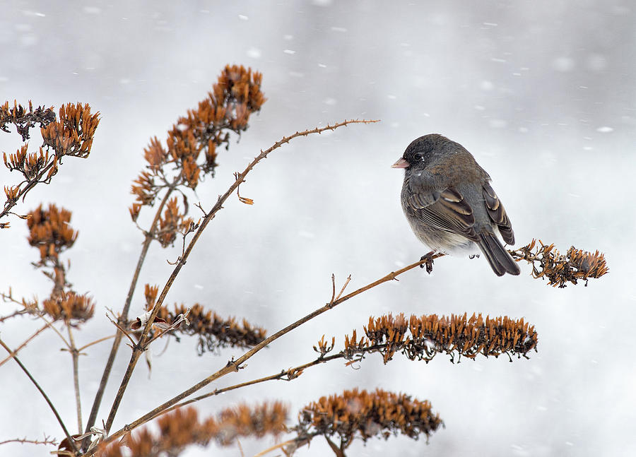 Winter, Snow, and a Junco Photograph by Jim Zablotny